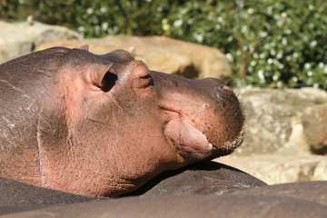 Hippo resting on other hippo