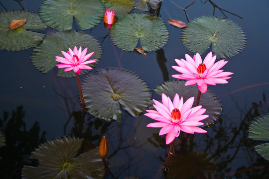Landscape, Nelumbo, Thailand, flower