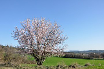 Fototapeta premium amandier en fleur 11