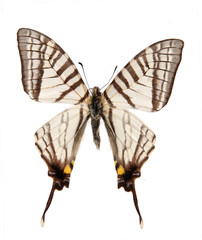 Fototapeta na wymiar Motyl Papilio Xuthus na białym