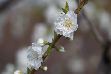 桃の花