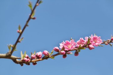 桃の花