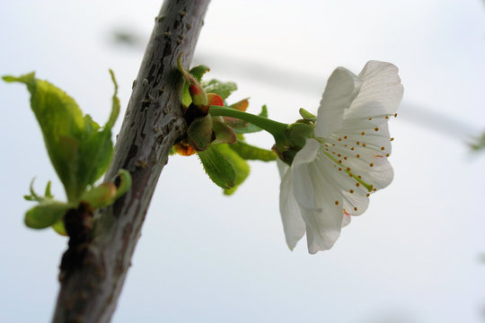 fleur pommier 1