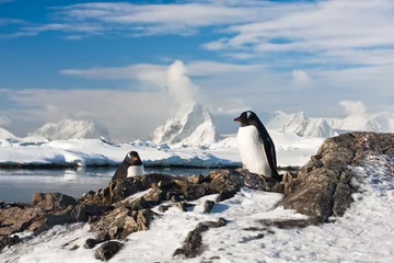 Rolgordijnen Two penguins dreaming © Goinyk