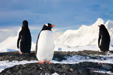 Fototapete Rund Pinguine in der Antarktis © Goinyk