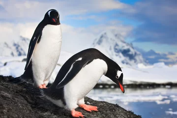 Poster Two penguins dreaming © Goinyk