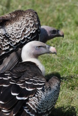 Fototapeta premium rapaces