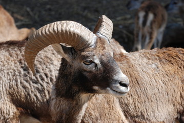 mouflon