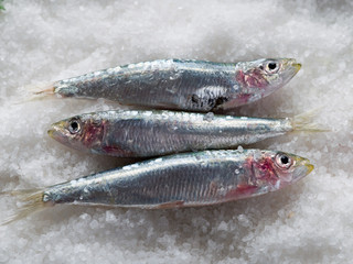 group of fresh sardines over salt