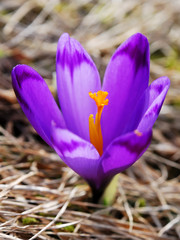 Crocus, spring season