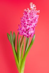 Fototapeta premium flower hyacinth