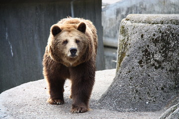 Shot of a brown bear.