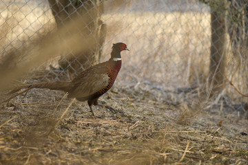 Phasianus colchicus