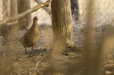 Phasianus colchicus