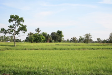 field,