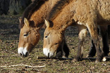 Przewalski-Pferde