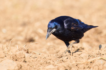 Saatkrähe (Corvus frugilegus frugilegus)