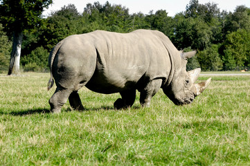 Fototapeta premium Rhino