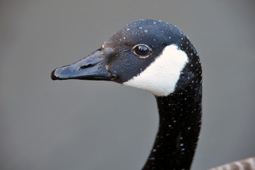 Portrait of a Canadian Goose