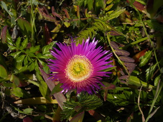 fiore viola