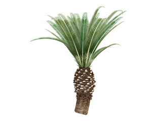 Fototapeta premium Date Palm (Phoenix canariensis)