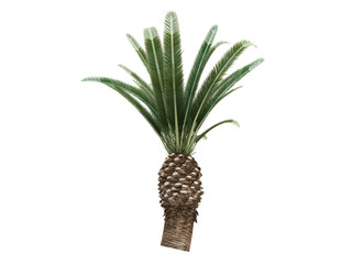 Date Palm (Phoenix canariensis)