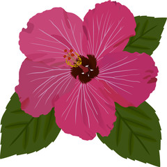 Natural Hibiscus Flower © entwickelt