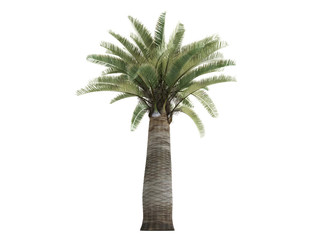 Obraz premium Chilean Wine Palm (Jubaea chilensis)