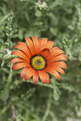 petite fleur des prés