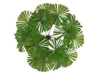 Naklejka premium Australian Fan Palm (Licuala ramsayi)