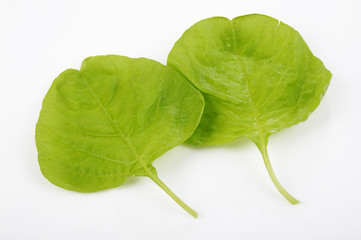spinach leaves