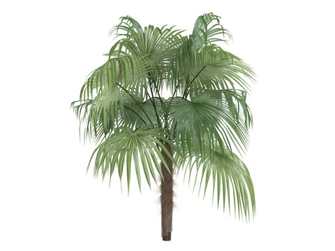 Zombie Palm (Zombia antillarum)