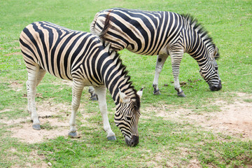 Fototapeta na wymiar Zebra eating grass in the field