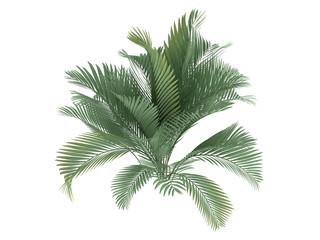 Cat Palm (Chamaedorea cataractum)