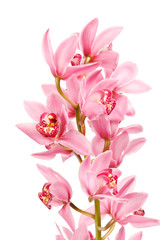 Obraz premium Orchid isolated on white background