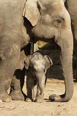 Little baby elephant next to its mother