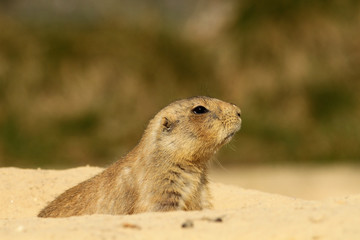 Prairie dog looking out of its burrow