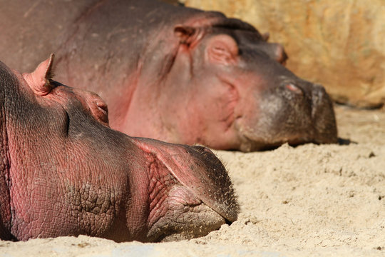 Hippo's sleeping in the sand