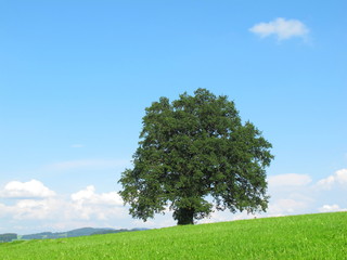 Eiche auf Sommerwiese