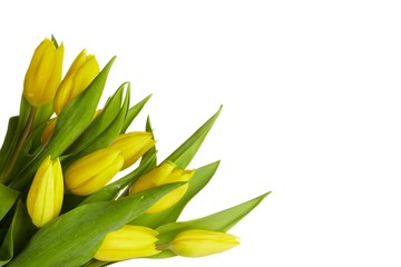 Obraz premium Tulips on Pure White