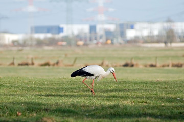 Storch auf Wiese