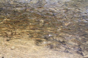 Trout fish shoal