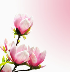 Obraz na płótnie Canvas Kwiaty Wiosenne drzewa Magnolia