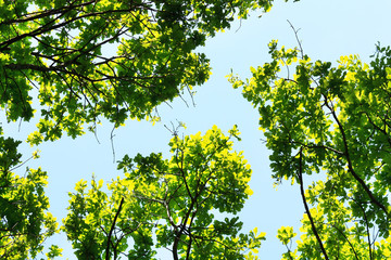 Fototapeta premium green leaves under blue sky