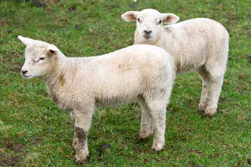 Obraz na płótnie Canvas Young irish lambs