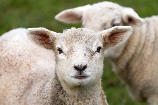 Young irish lamb