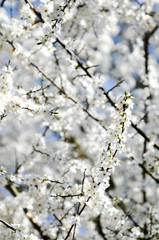 Терновый куст в цвету