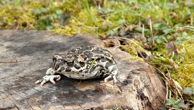 Wechselkr&ouml;te (Bufo viridis)