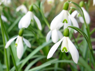 Snowdrop