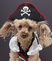 Little Pirate Dog